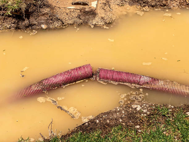 Best Flood restoration services  in Ross, CA